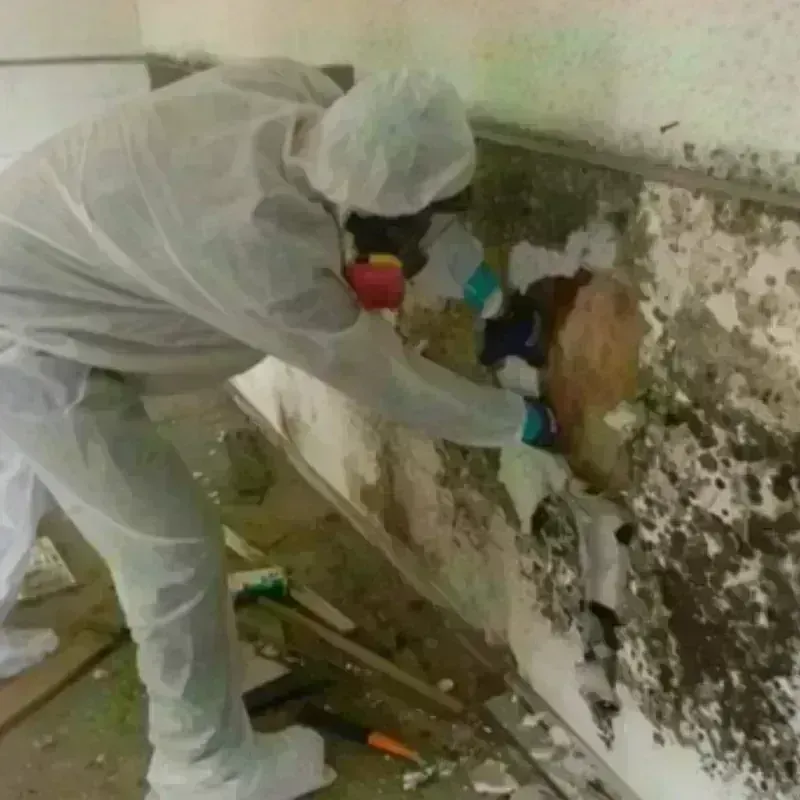 Mold Remediation and Removal in Chelan County, WA